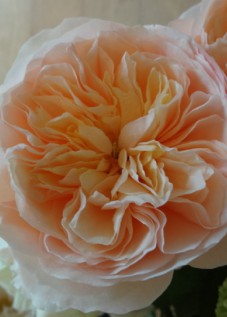 美しい大輪咲きバラ「ジュリエット」